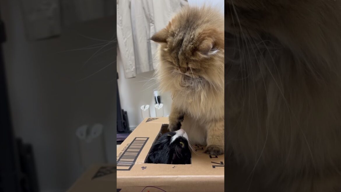【ずっと一緒だよ♪】かわいいペルシャ猫と黒猫 【ずっと一緒だよ♪】かわいいペルシャ猫と黒猫