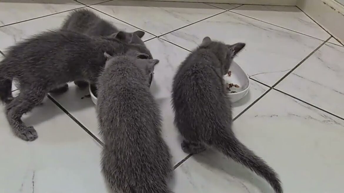 生後40日目のロシアンブルー子猫