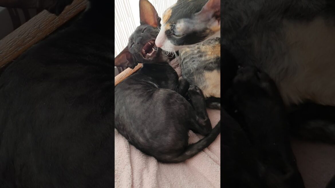 Cornish Rex cat/Katze/Kitten in black! So cute!