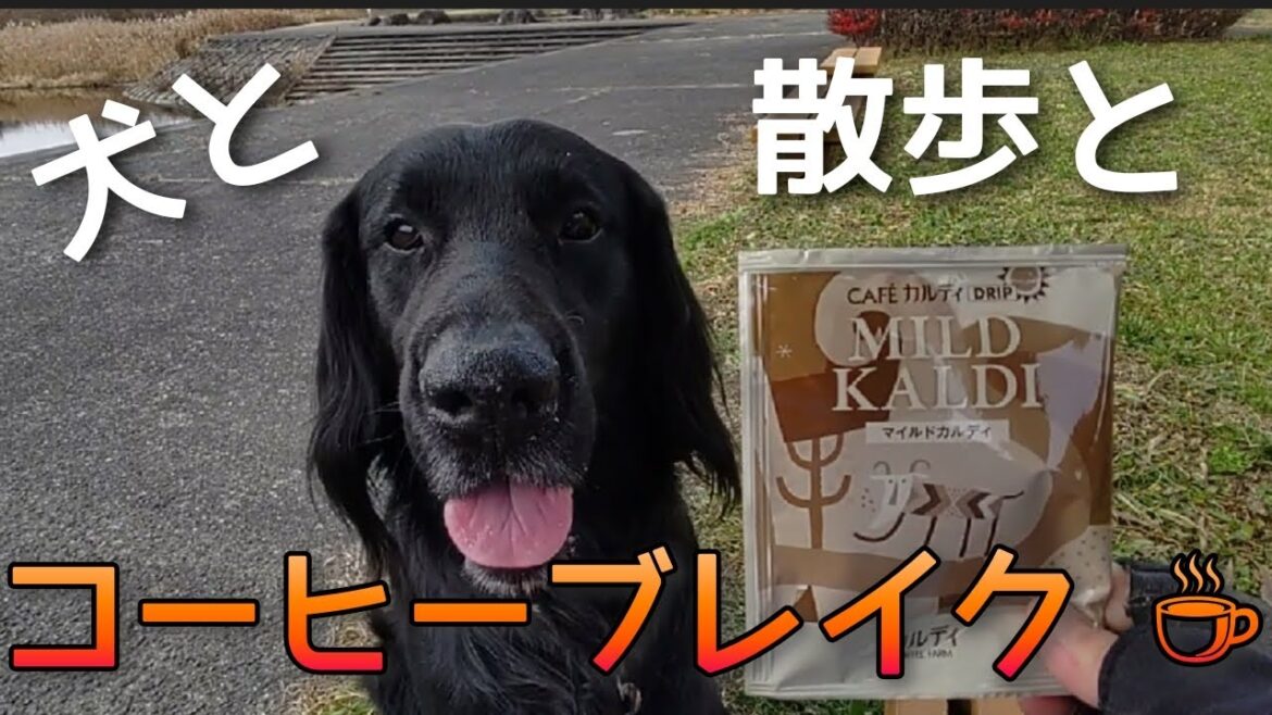 犬と散歩とコーヒーブレイク☕【フラットコーテッドレトリーバー#69】