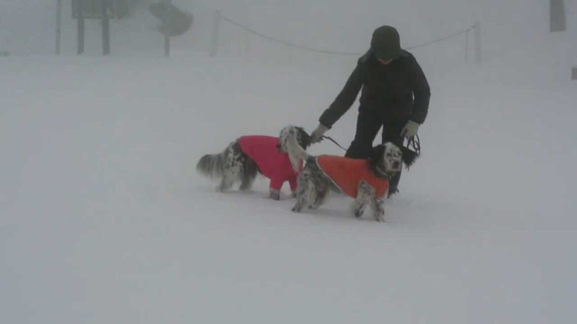 イングリッシュセター　霧の中で雪遊び