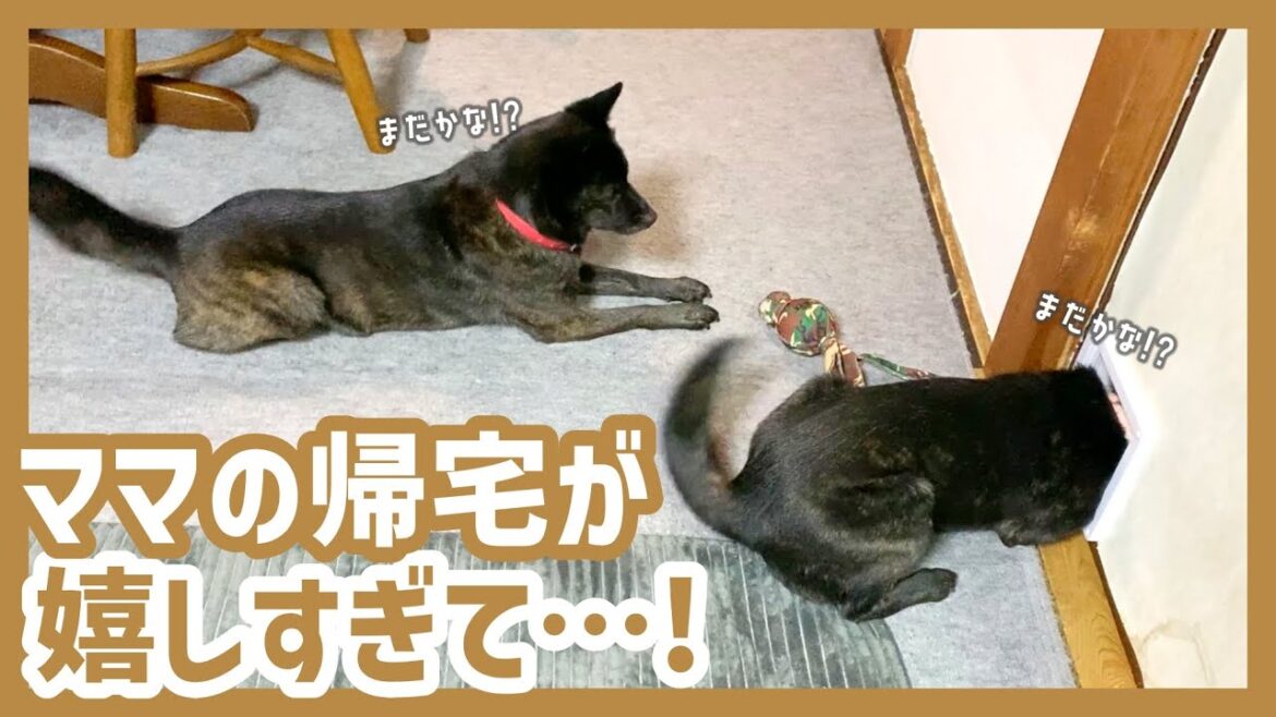 【甲斐犬】ドアに首を突っ込んでママの帰宅を待つ甘えんぼ甲斐犬たちが可愛すぎる〜！