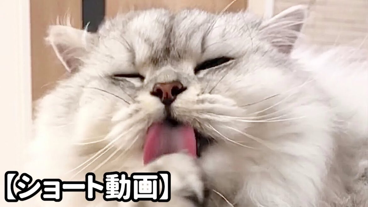 熱心に顔を洗う猫 【サイベリアン】 #Shorts