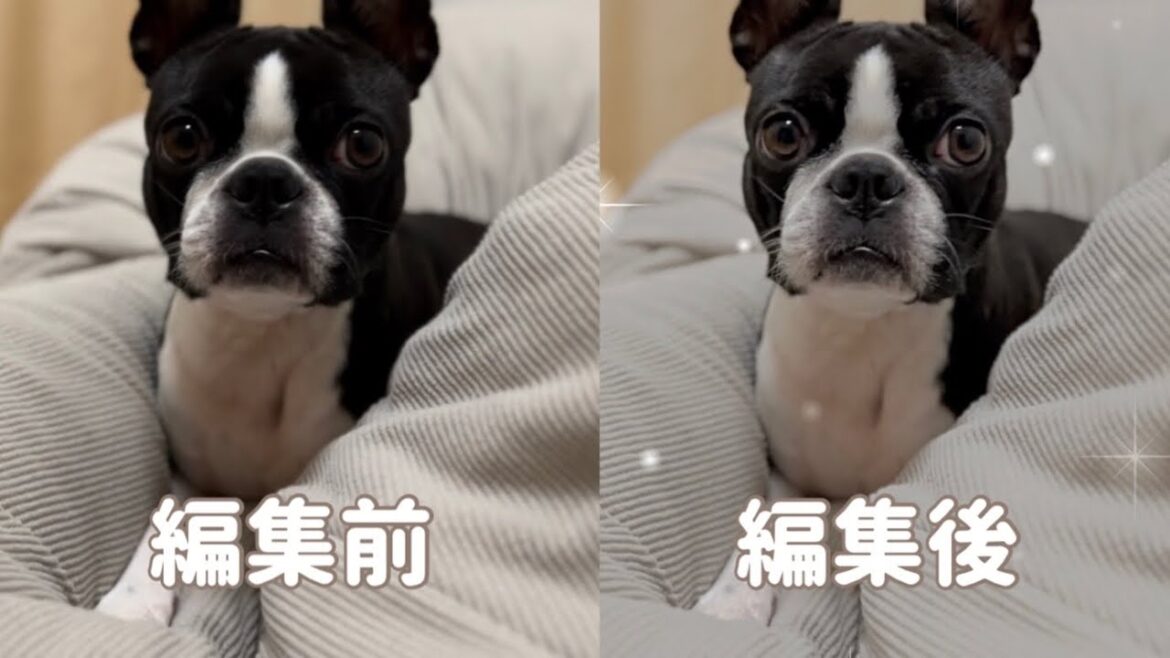 ボストンテリアが可愛くなる画像編集を伝授します