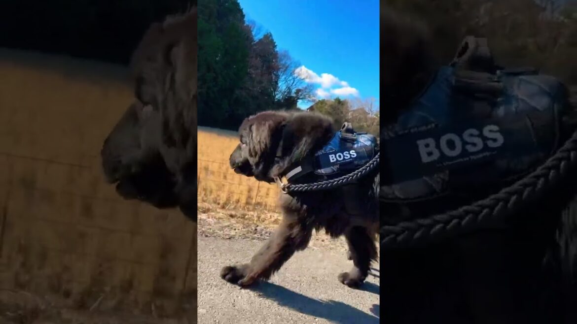 ニューファンドランド ボス君 お散歩 超大型犬 newfoundlanddog boss 渡辺ボス ニューファンドランド ボス君 お散歩 超大型犬 newfoundlanddog boss 渡辺ボス