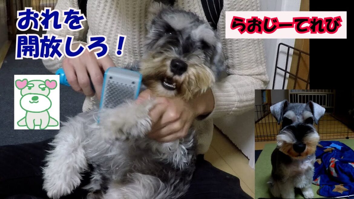 【犬のブラッシング】ミニチュアシュナウザーの注意点