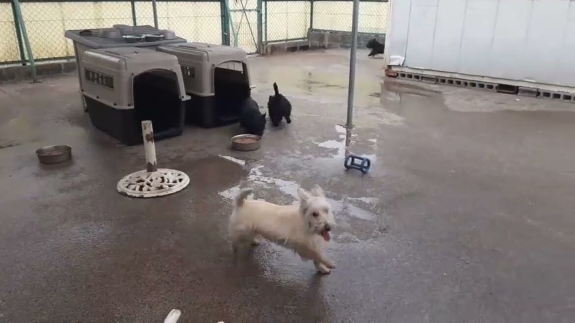 マルイ犬舎の仲良しスコティッシュテリアたちの弾丸走り！ーMarui kennel's friendly Scottish terriers running bullets!