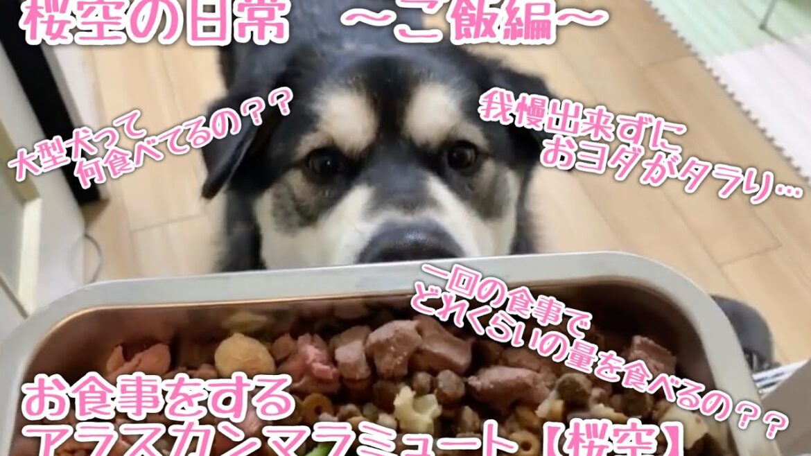 我慢出来ずにおヨダがタラり…アラスカンマラミュート【桜空】