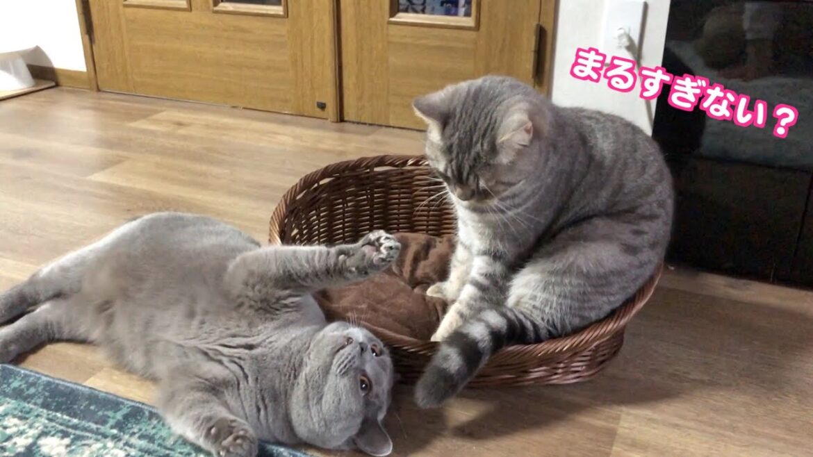 まん丸フォルムのシャルトリューのまるちゃんの日常