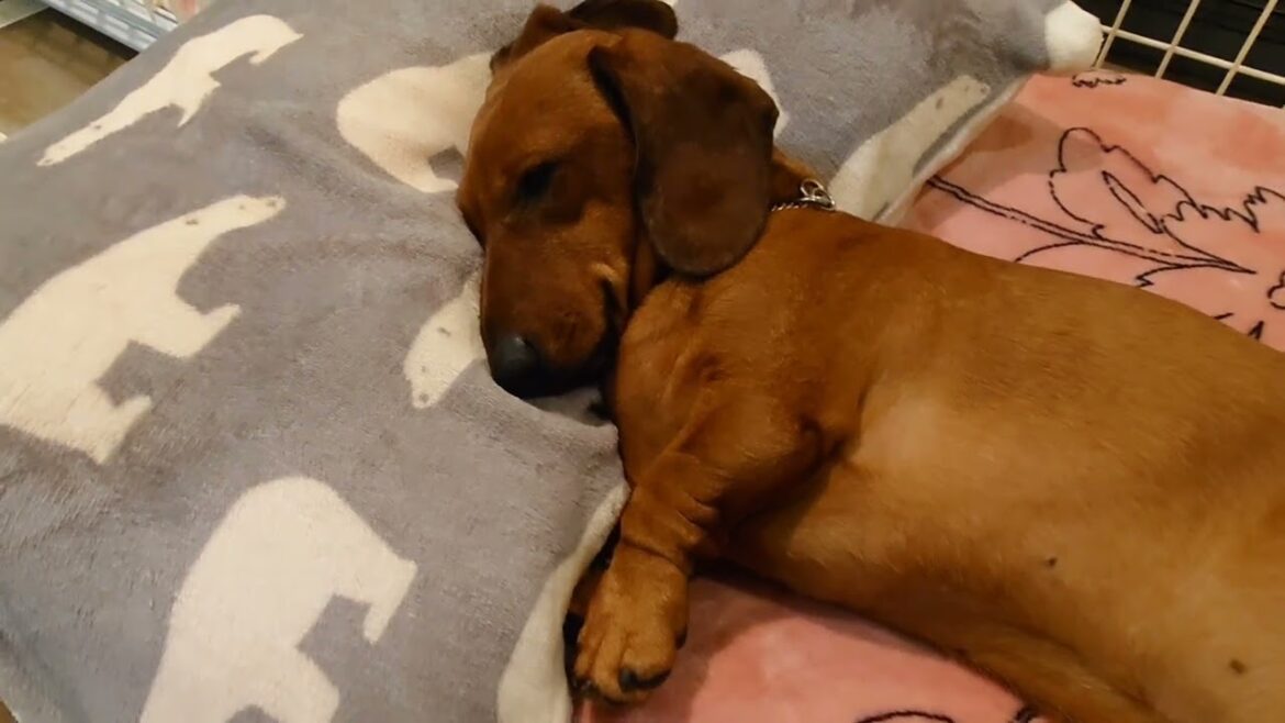 夢見る夢二   ‘22.5.22  #ダックスフンド #dachshund  #スムースダックス