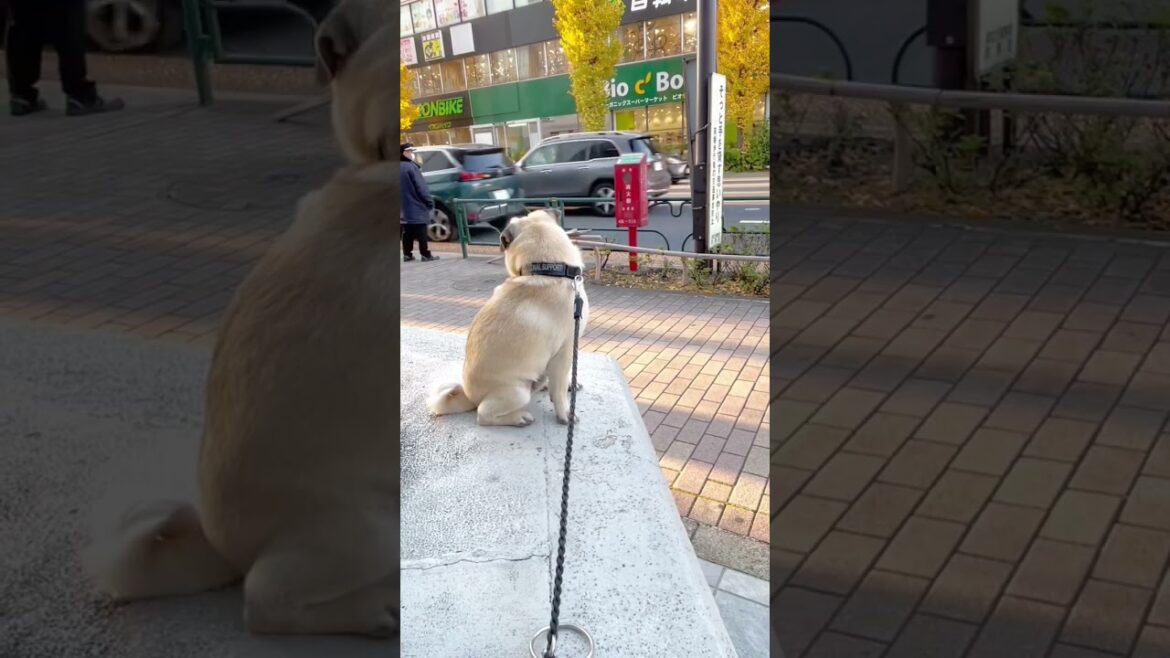 [パグ]何を待ってるの？🐶ﾁｮｺﾝ (he is waiting for something) #shorts
