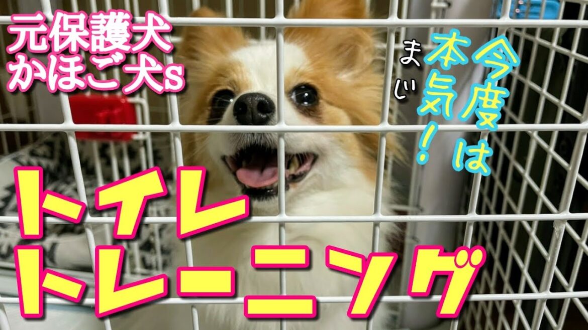 本気でトイレトレーニング①[元保護犬チワワとパピヨンのかほご犬s]