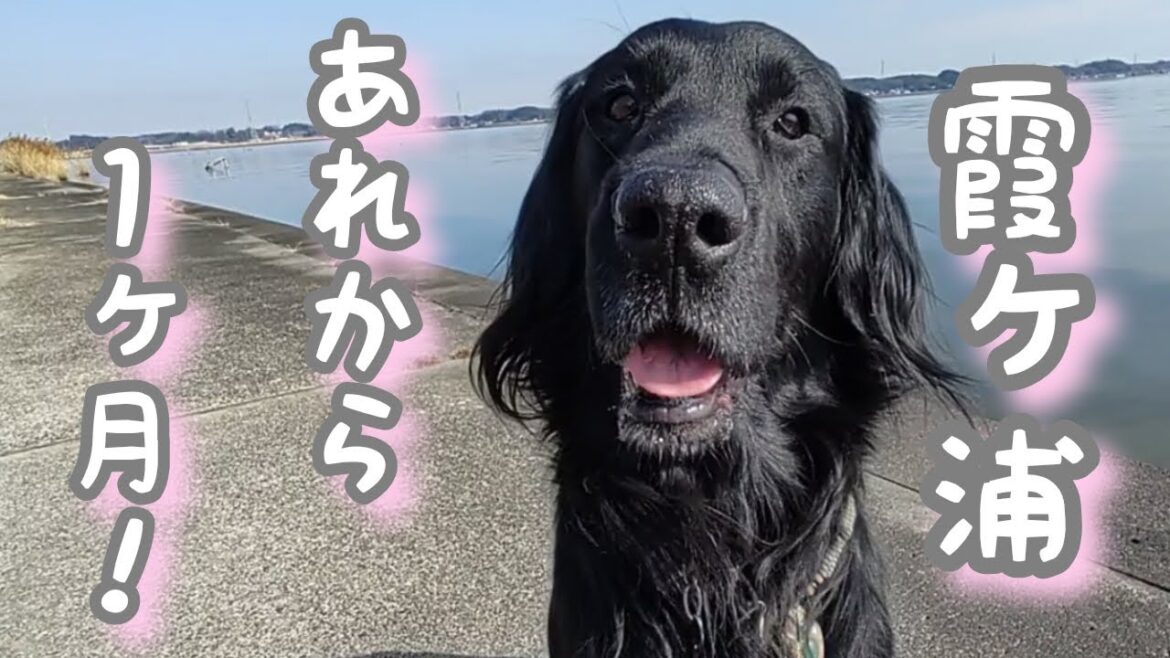 あれから１ヶ月、気になるワン!【フラットコーテッドレトリーバー＃27】