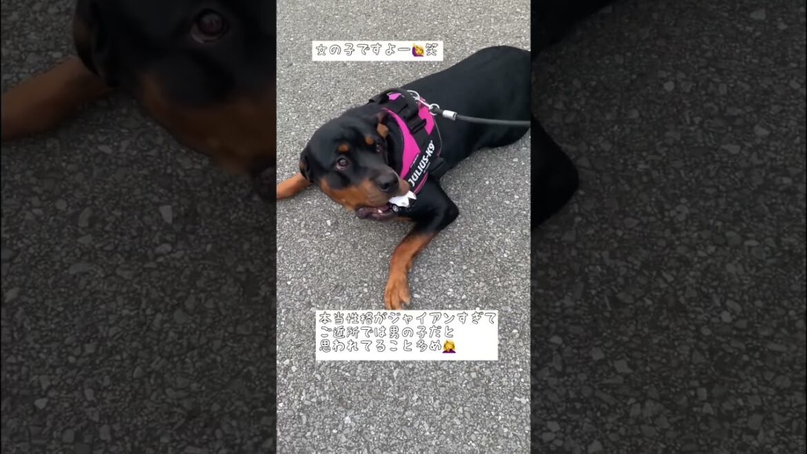 女子なのに性格ジャイアンな大型犬 #ロットワイラー