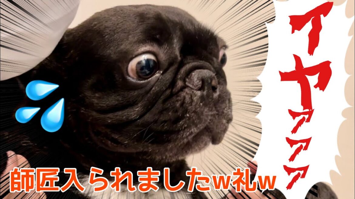 【お風呂】風呂嫌いのフレンチブルドッグと飼い主の笑わずにはいられない仁義なき戦いｗｗｗ