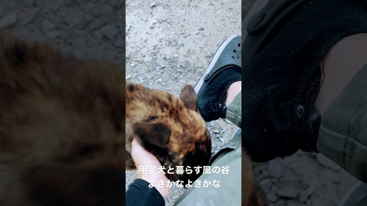 ジブリのような甲斐犬との暮らし #shorts