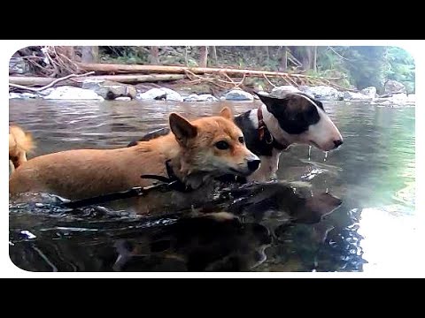 【柴犬】川遊びagain【ブルテリア】 【柴犬】川遊びagain【ブルテリア】
