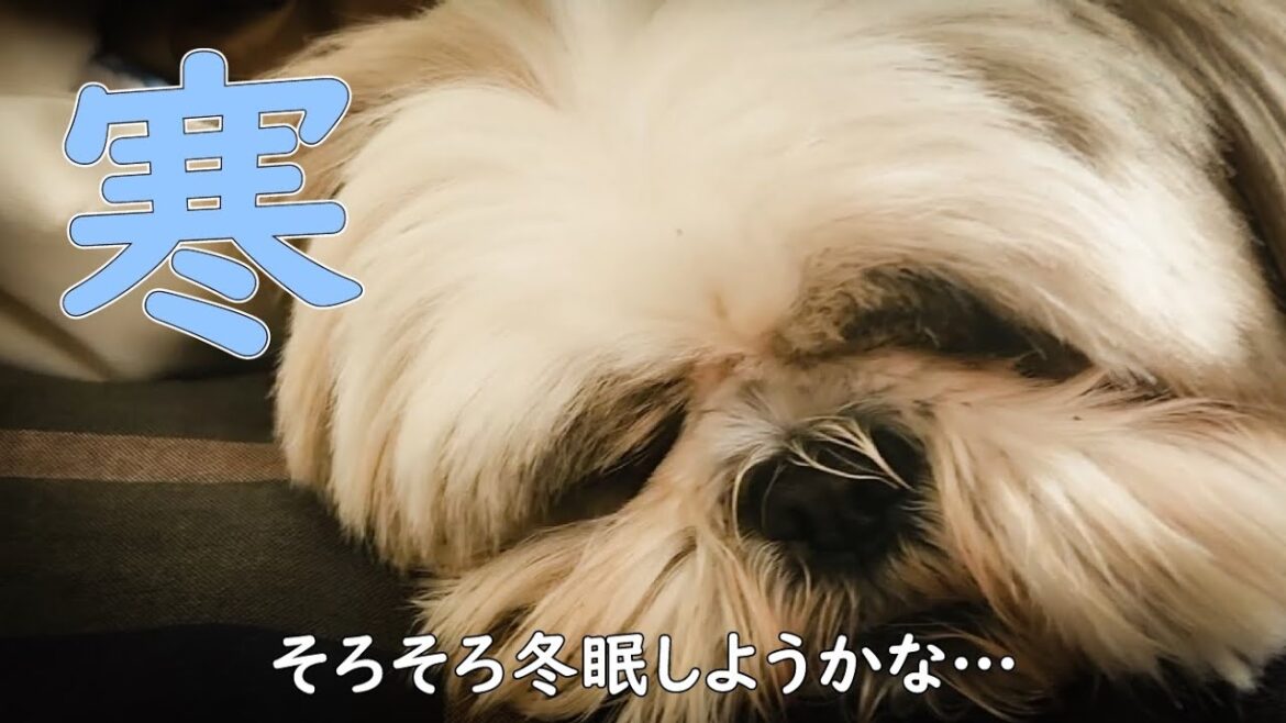 【シーズー】しおまめはなちゃん地方にも寒さ到来！寒くてもモフモフで元気に笑顔で過ごしましょ#寒い冬#モフモフ#ローカルフード