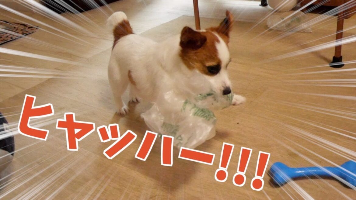 弟子犬に梱包材の潰し方を教える兄犬/ジャックラッセルテリア/多頭飼い 弟子犬に梱包材の潰し方を教える兄犬/ジャックラッセルテリア/多頭飼い