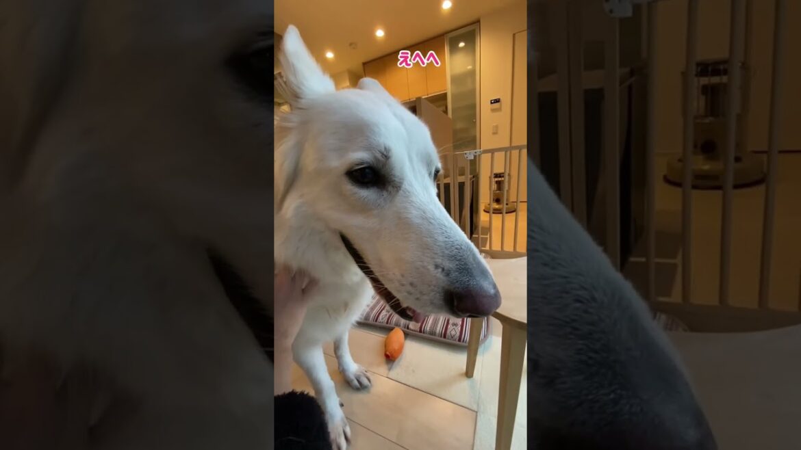 ホワイトシェパードのれお。理由を適当につけてナデナデしてもらいます。#shorts