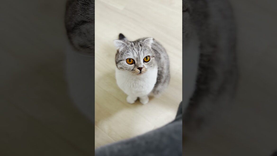 可愛い顔で目を細める猫にキュンです ［スコティッシュフォールド］#Shorts