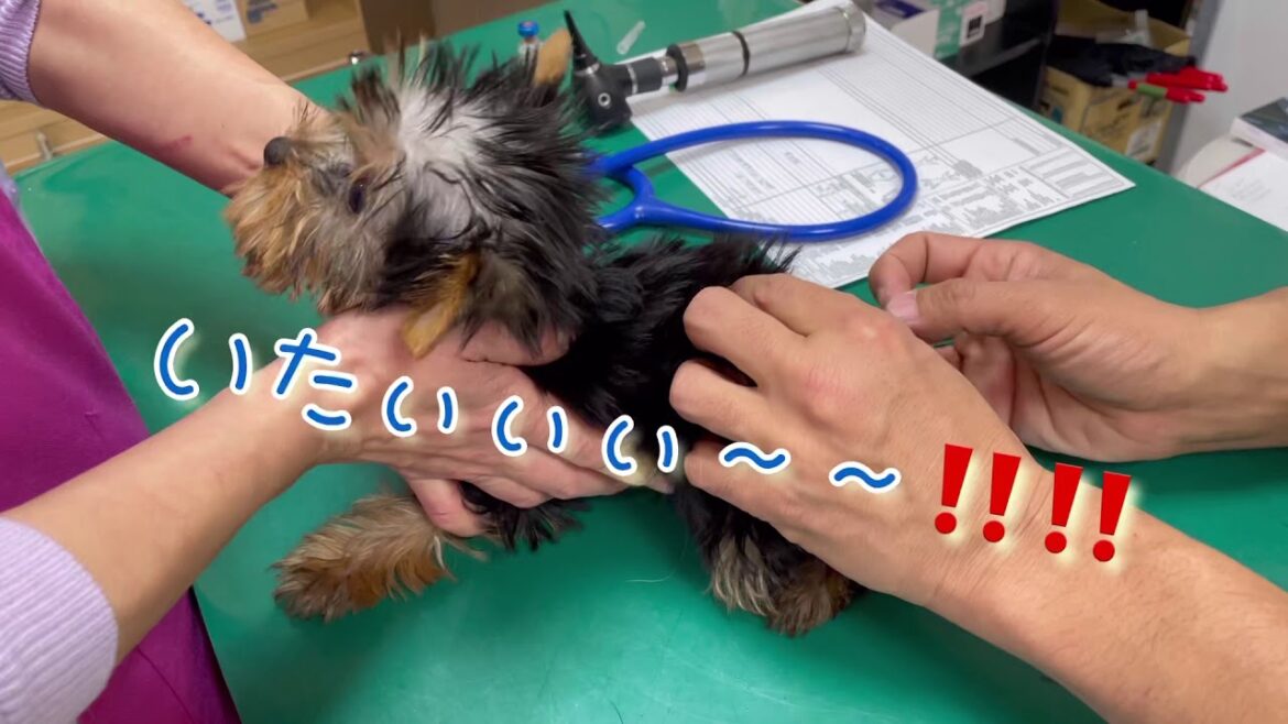 【ワクチン接種】こんなに注射痛がる？！ちょっと笑えるヨーキーの注射。第１３回