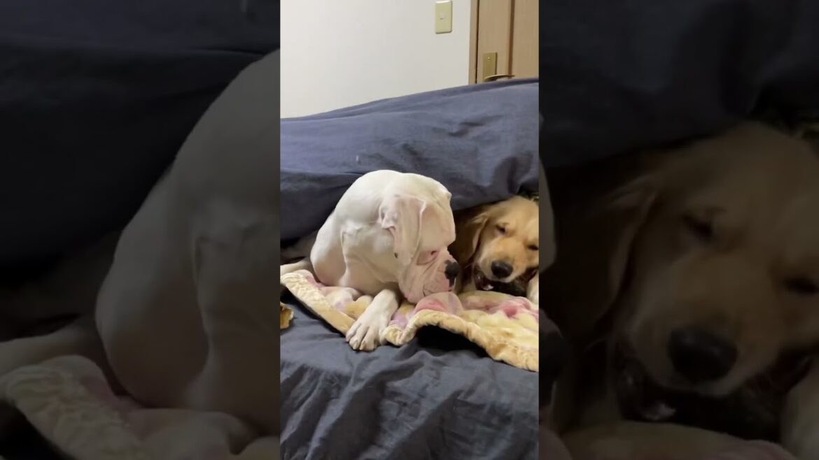 仲良くガシガシ🐶ゴールデンレトリバー　ボクサー犬