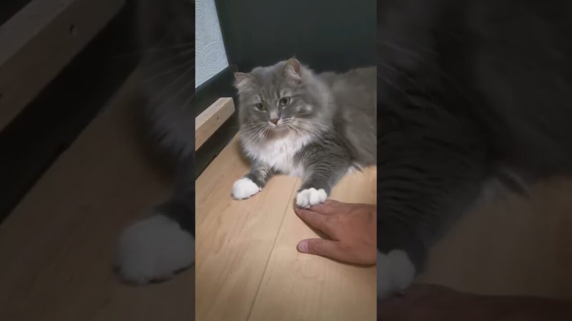 絶対に『上』を譲らないサイベリアン猫【サイベリアンのラフィ】#shorts 絶対に『上』を譲らないサイベリアン猫【サイベリアンのラフィ】#shorts