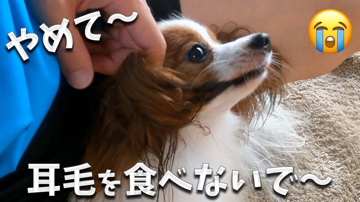 悲報：やめて〜大切な耳毛食べないで。なかなかパピヨンの飾り毛が伸びない理由。止められない習慣。飼い主の関心を引くためだけに食べてるだろ！確信犯 #papillon #パピヨン