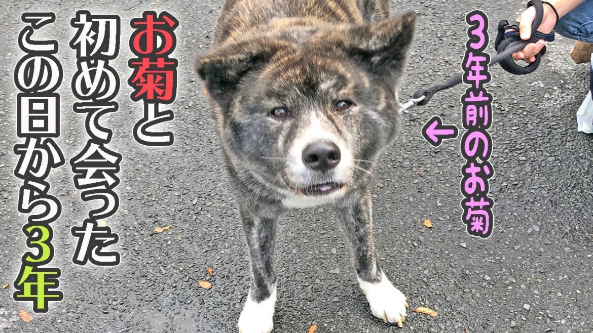 秋田犬お菊、我が家に来て３年…色々とありました。今では可愛いお転婆嬢【大型犬】【akita dog】