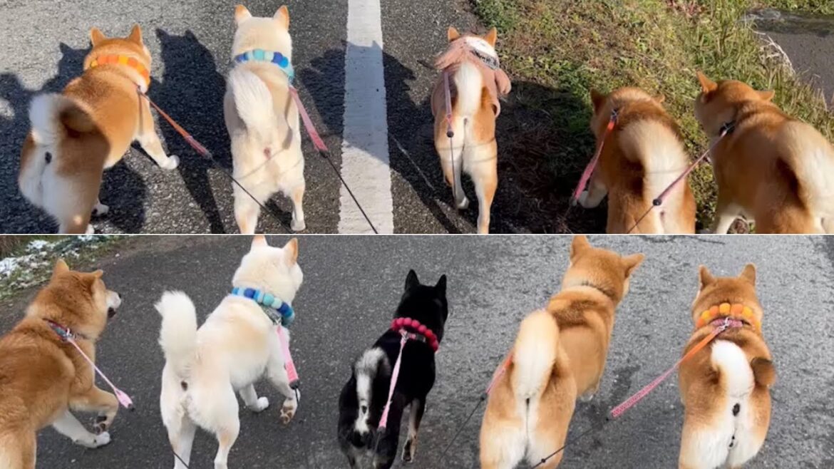 【圧巻】柴犬6匹飼うと飼い主はこうなります笑