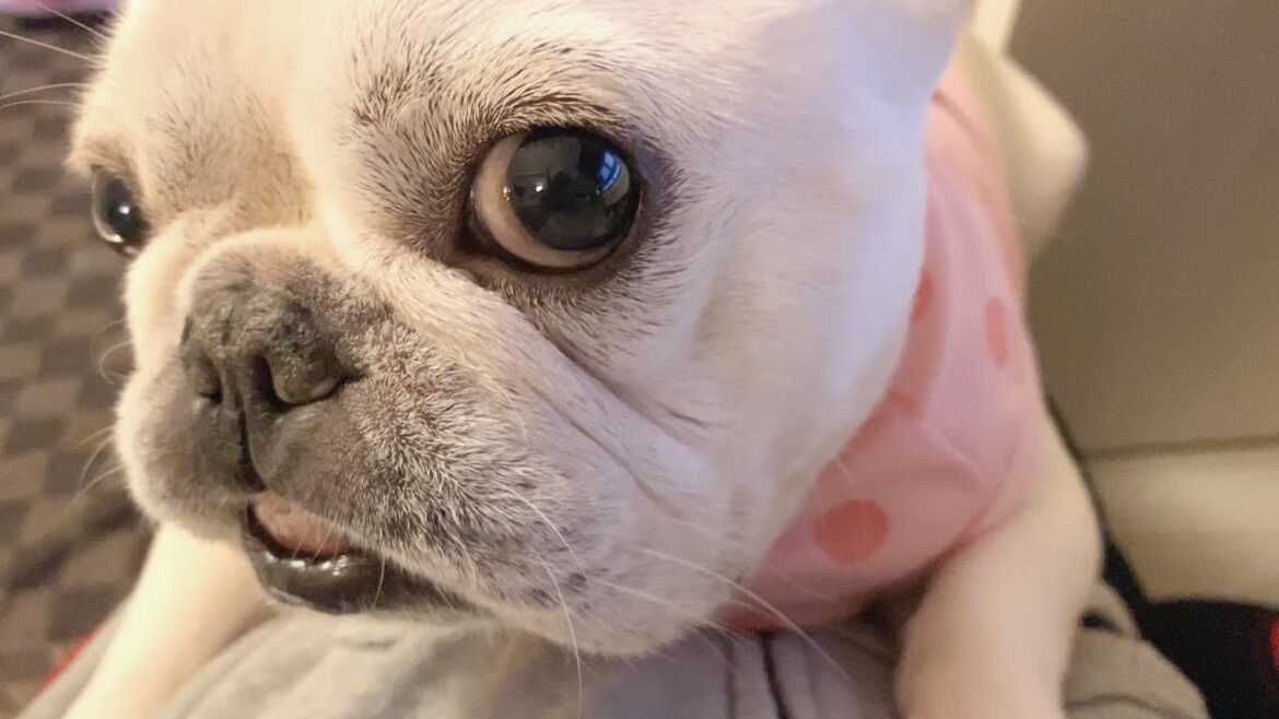 気まずそうな顔でゴブリンが甘えてきて可愛いw【フレンチブルドッグ frenchbulldog】 気まずそうな顔でゴブリンが甘えてきて可愛いw【フレンチブルドッグ frenchbulldog】