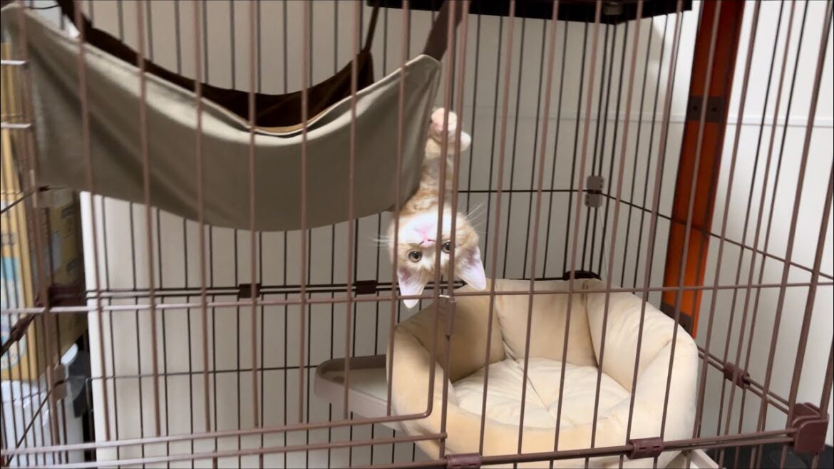 くつろぎ方のクセが強い子猫【アメリカンショートヘア・レッドタビー】