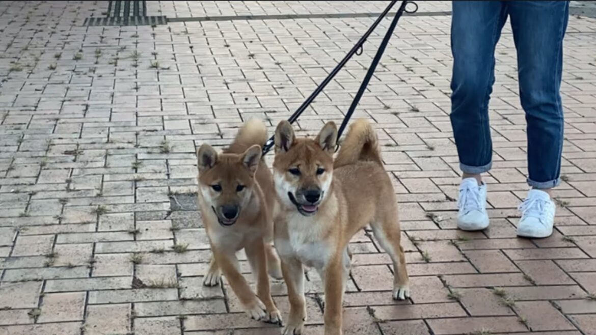 お散歩中の柴犬達に遭遇しました！
