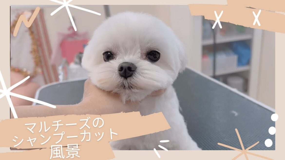 【ヌーノクラブ西新宿】マルチーズのシャンプーカット風景🐶✂️💓
