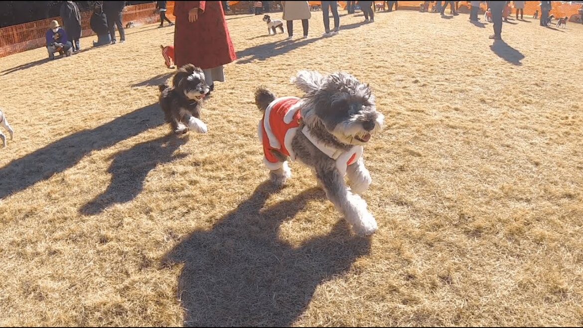 シュナウザーキングダム2022にコスプレをして参加した愛犬がめちゃめちゃ楽しそうだったw【ミニチュアシュナウザー】