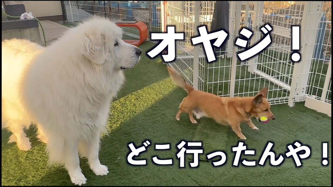 出かけた親父を見つめる本当は寂しがりやのアルです 出かけた親父を見つめる本当は寂しがりやのアルです