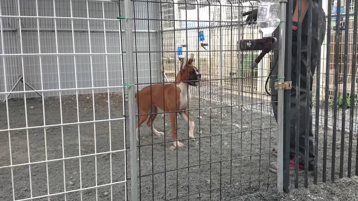 犬のしつけ　ボクサー犬メス　はじめての散歩1　静岡県浜松市