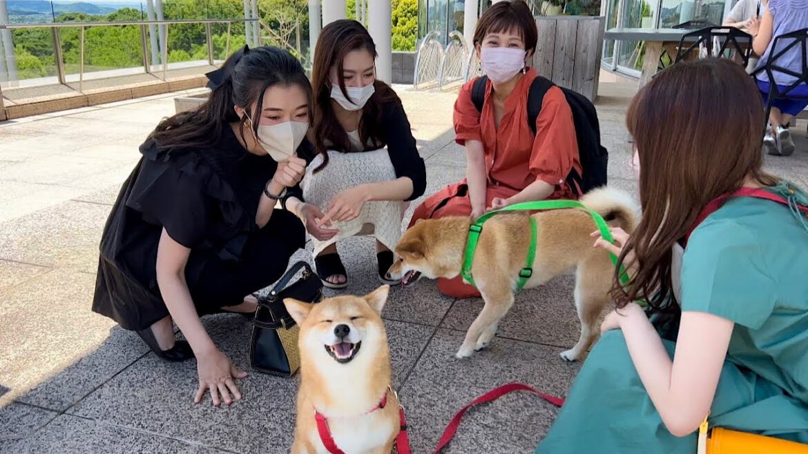ママのお友達に囲まれて超ウハウハな柴犬が可愛い