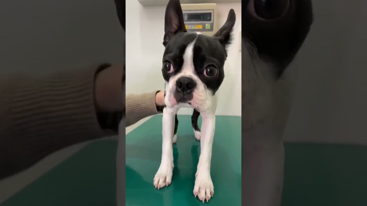 【犬のVlog】ボストンテリアの去勢手術の一日 #shorts 【犬のVlog】ボストンテリアの去勢手術の一日 #shorts