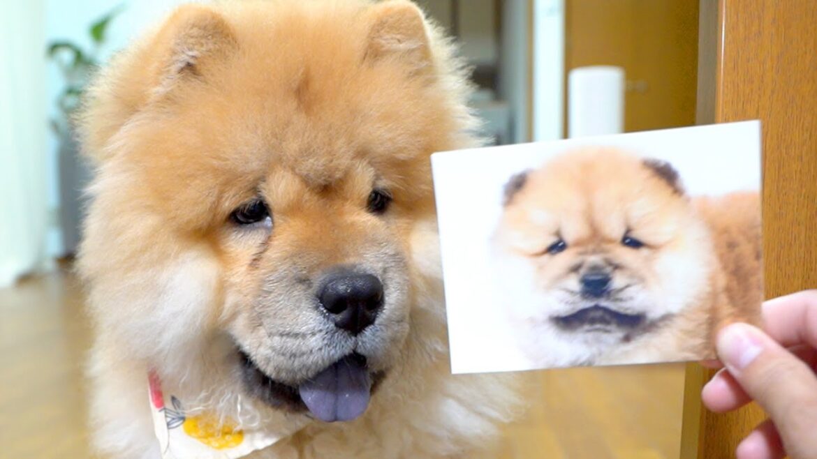 我が家のチャウチャウ犬が赤ちゃんだった頃がかわいすぎたw