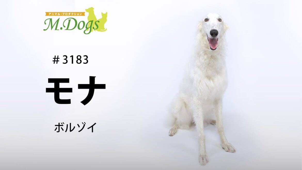ペットモデル #3183 ボルゾイ「モナ」