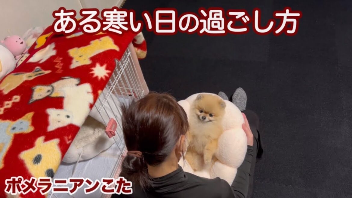 北国のお散歩は家の中で済ます？極小ポメラニアン