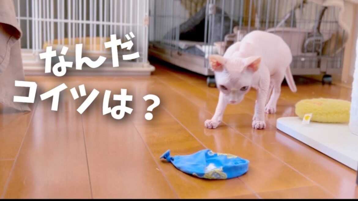 風船がしぼむ瞬間を目撃してしまったスフィンクス猫の挙動不審っぷりが笑える 風船がしぼむ瞬間を目撃してしまったスフィンクス猫の挙動不審っぷりが笑える