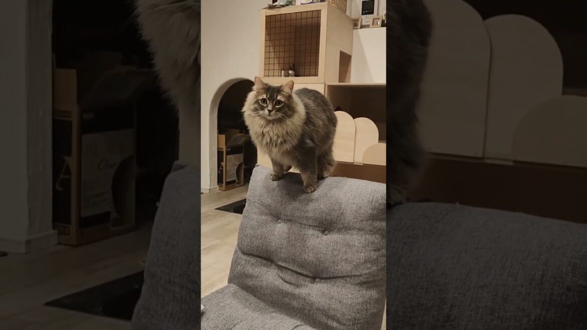 サーカスで玉乗りが上手そうなうちのモフ猫【サイベリアンのラフィ】#shorts サーカスで玉乗りが上手そうなうちのモフ猫【サイベリアンのラフィ】#shorts