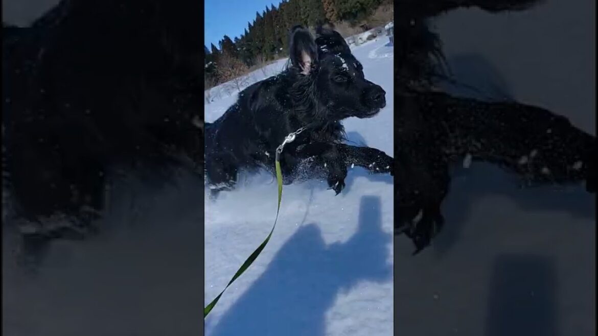 我が愛しのレトリーバー【フラットコーテッドレトリーバー#78】