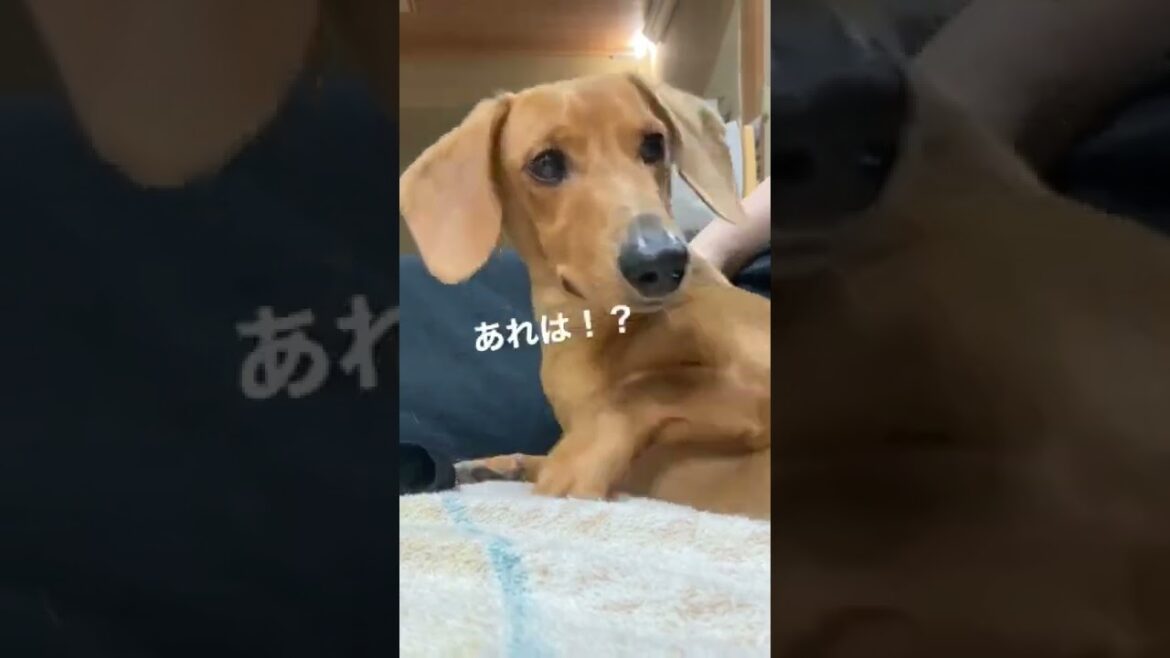 中におじさんが入ってる犬、4歳。#shorts #ダックスフンド #スムース