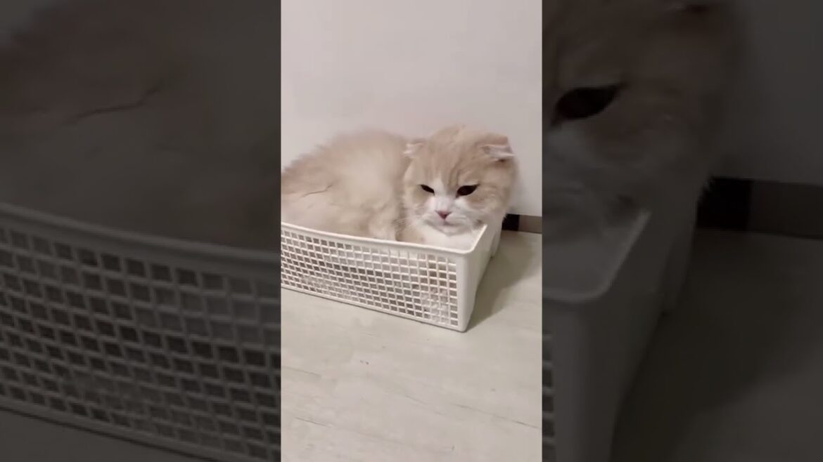 それは狭すぎでは…?という箱に入る猫🐈 #スコティッシュフォールド それは狭すぎでは…?という箱に入る猫🐈 #スコティッシュフォールド