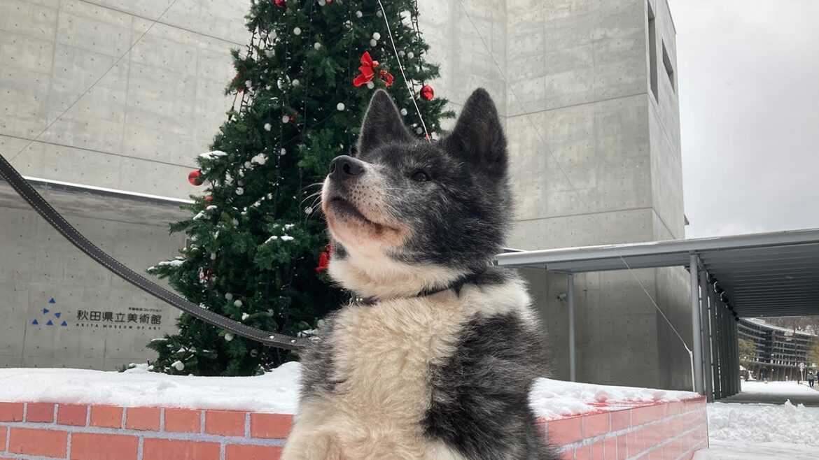 あきたいぬライブ配信【杏】2022.12.20