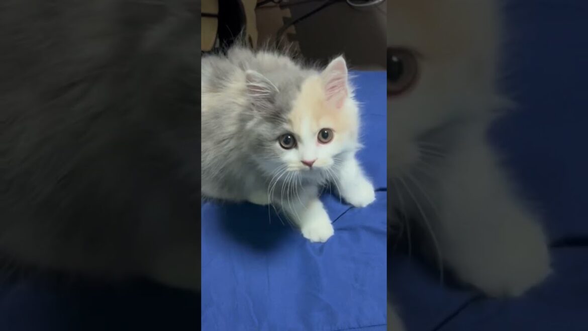 フミフミする子猫。ブリティッシュショートヘアぱいん。#猫  #子猫
